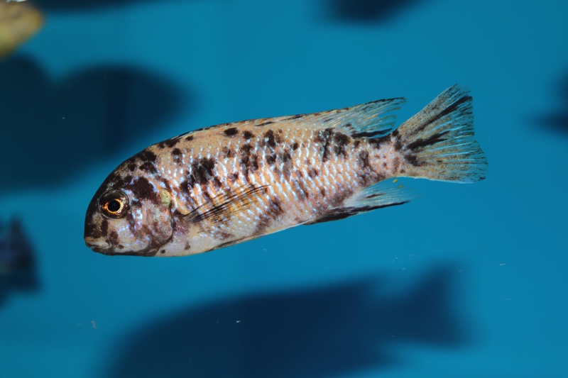 Tropheops gracilior 'Lutara Reef'
